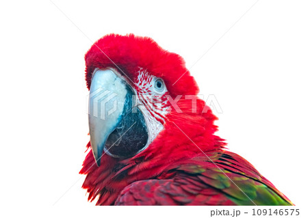 beautiful parrot isolated beautiful parrot isolated 109146575