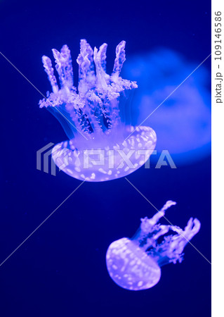 beautiful jellyfish 109146586