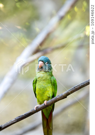 beautiful parrot beautiful parrot 109146622