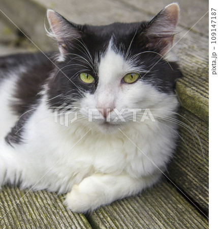 Domestic black-and-white cat lies quietly on wooden flooring. Domestic black-and-white cat lies quietly on wooden flooring. 109147187