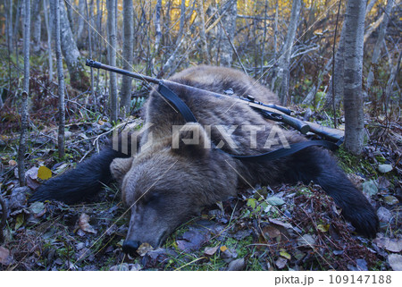 Hunting trophy of brown bear with rifle after legal autumn hunt. 109147188