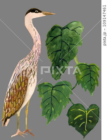 Hern bird with green leaves 109147461