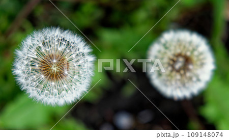 The photo showcases two dandelion seed heads with a backdrop of green foliage. The photo showcases two dandelion seed heads with a backdrop of green foliage. 109148074