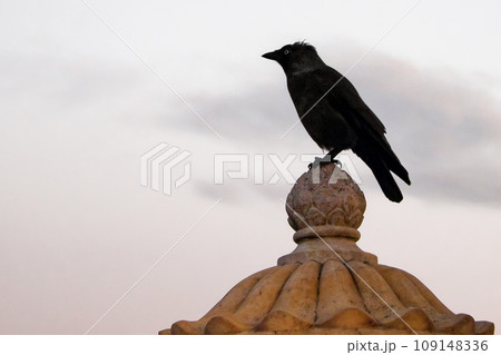 A black bird is perched on a stone finial against a cloudy sky. A black bird is perched on a stone finial against a cloudy sky. 109148336