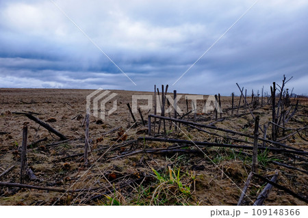 A barren field with dry and burnt plants under a cloudy sky. A barren field with dry and burnt plants under a cloudy sky. 109148366