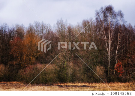 An autumn forest with bare trees and orange and brown leaves. 109148368