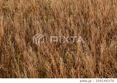 A close-up view of a field of tall, dry grass. 109148370