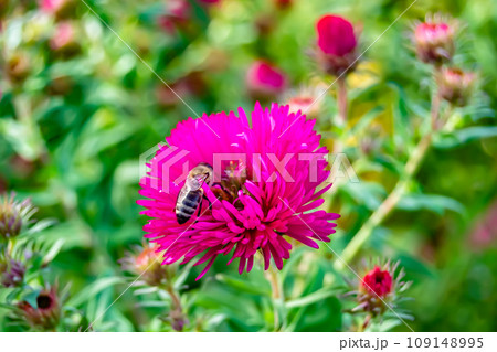 Beautiful wild flower winged bee on background foliage meadow 109148995