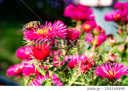 Beautiful wild flower winged bee on background foliage meadow 109148996