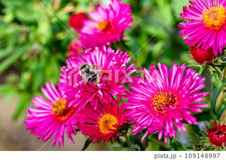 Beautiful wild flower winged bee on background foliage meadow 109148997