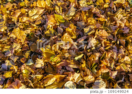 Photo on theme autumn abstract background of maple leaves falling on surface Photo on theme autumn abstract background of maple leaves falling on surface 109149024