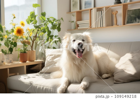 Modern bright living room interior Cute dog near couch 109149218
