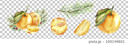 Watercolor Christmas composition illustration set. Orange tangerines with pine branch and single citrus fruit , slice, pine branch set from Christmas collection. Isolated elements for invitation, card 109149601