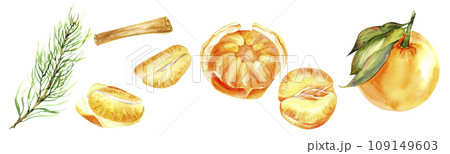Watercolor Christmas elements set. Orange tangerines , slices and pieces, cinnamon stick and pine tree branch for new year arrangement design. Isolated elements for wreath, frame, home decor, Watercolor Christmas elements set. Orange tangerines , slices and pieces, cinnamon stick and pine tree branch for new year arrangement design. Isolated elements for wreath, frame, home decor, 109149603