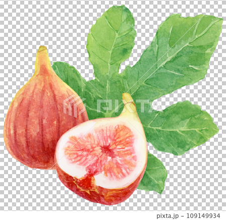 Fig fruits and leaves watercolor painting cut figs Fig fruits and leaves watercolor painting cut figs 109149934