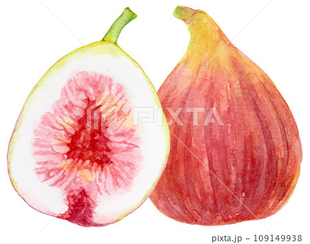大きなイチジクの実 水彩画 おいしそうな断面のイラスト素材
