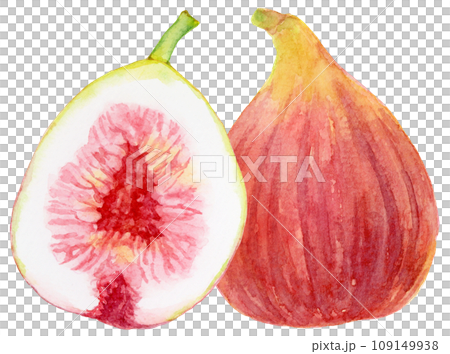 大きなイチジクの実 水彩画 おいしそうな断面のイラスト素材