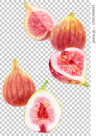 Many figs watercolor painting vertical composition Many figs watercolor painting vertical composition 109149945