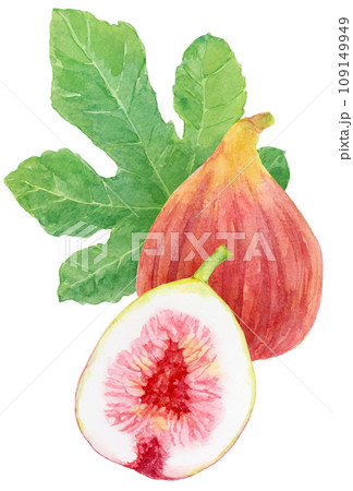 縦に並んだイチジクの実と葉　水彩画 109149949