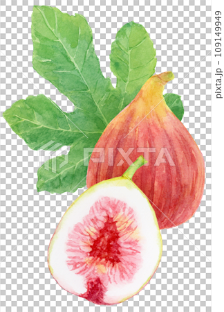 縦に並んだイチジクの実と葉　水彩画 109149949