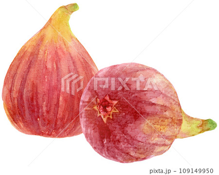 2個のイチジク 水彩画 お尻が見える 2個のイチジク 水彩画 お尻が見える 109149950