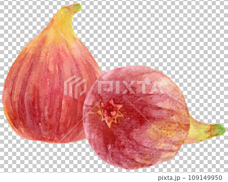 2個のイチジク 水彩画 お尻が見える 2個のイチジク 水彩画 お尻が見える 109149950
