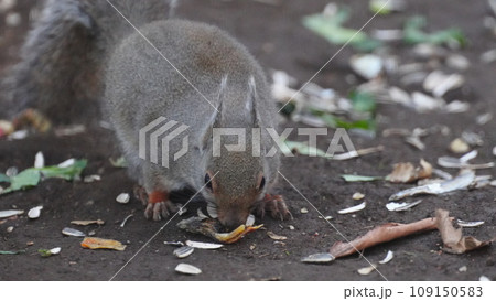 餌を食べる二ホンリス 餌を食べる二ホンリス 109150583
