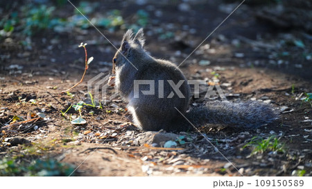 落ち葉の中でクルミを食べる二ホンリス 落ち葉の中でクルミを食べる二ホンリス 109150589