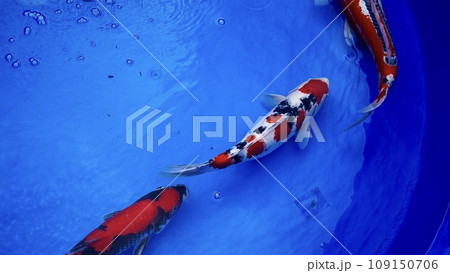 いけすを泳ぐ鯉 ニシキゴイ いけすを泳ぐ鯉 ニシキゴイ 109150706