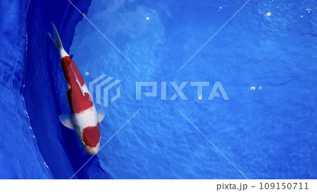 いけすを泳ぐ鯉　ニシキゴイ 109150711