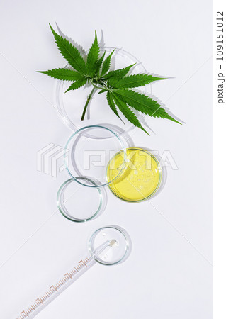 Hemp herbal alternative medicine. CBD oil in Petri dish top view on white background. Cannabis herbal cosmetics. Hemp herbal alternative medicine. CBD oil in Petri dish top view on white background. Cannabis herbal cosmetics. 109151012