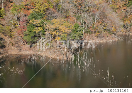 初冬の徳山ダムの紅葉 初冬の徳山ダムの紅葉 109151163