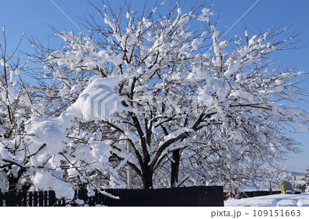 樹木に雪が着雪した風景 109151663