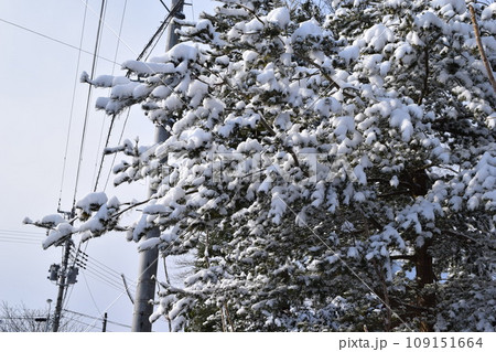 樹木に雪が着雪した風景 109151664