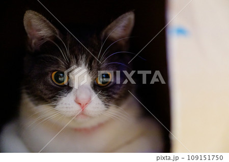 箱の中の猫 箱の中の猫 109151750