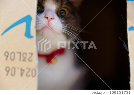 箱の中の猫 箱の中の猫 109151751