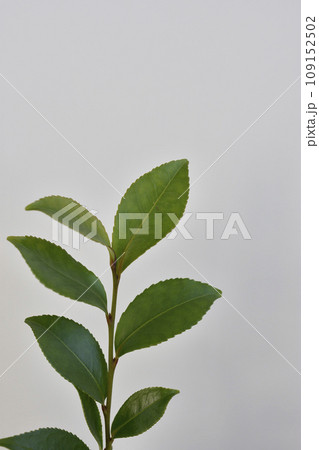 サカキ サカキ 109152502