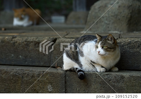 丸まるネコたち 109152520