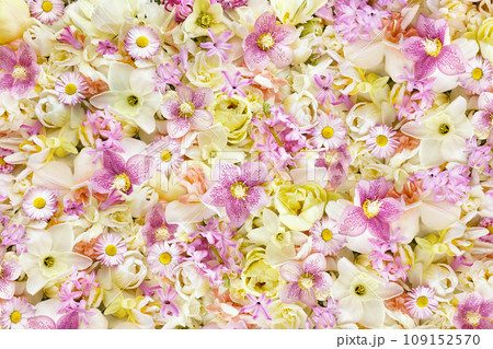 Blossoming white and light yellow daffodils, pink hyacinths and spring flowers festive background, bright springtime bouquet floral card Blossoming white and light yellow daffodils, pink hyacinths and spring flowers festive background, bright springtime bouquet floral card 109152570