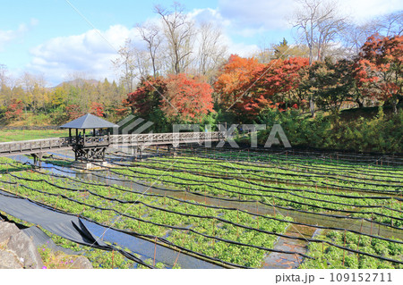 安曇野 秋の大王わさび農場 安曇野 秋の大王わさび農場 109152711