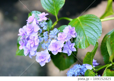 アジサイの花　コサージュ 109152825