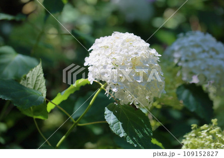 アナベルの花 109152827