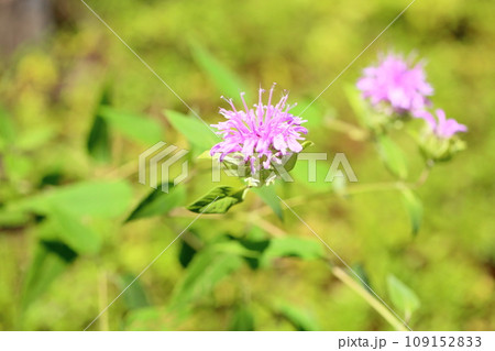 ワイルドベルガモットの花 109152833