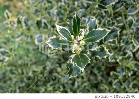 Ilex aquifolium or holly variegated plant with flowers and unripe fruits. Ilex aquifolium or holly variegated plant with flowers and unripe fruits. 109152940