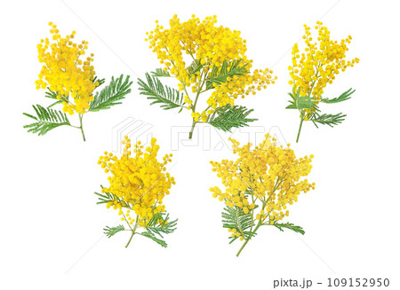 Mimosa or acacia dealbata yellow flowers set isolated on white 109152950