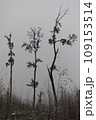 Tall trees against a gray sky. Trees in the field. Harsh nature. 109153514