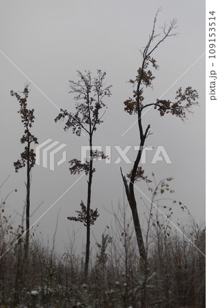 Tall trees against a gray sky. Trees in the field. Harsh nature. 109153514