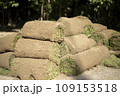 Laying a lawn in the city. Roll of garden grass. A layer of soil with plant sprouts. 109153518