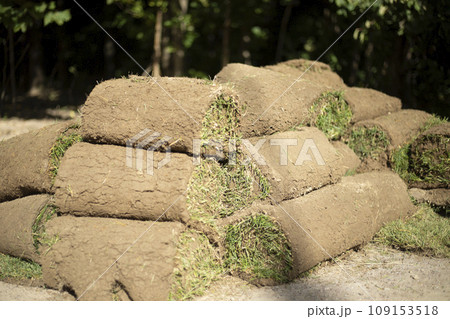 Laying a lawn in the city. Roll of garden grass. A layer of soil with plant sprouts. 109153518