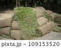 Laying a lawn in the city. Roll of garden grass. A layer of soil with plant sprouts. 109153520